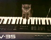 Kitten on the Keys